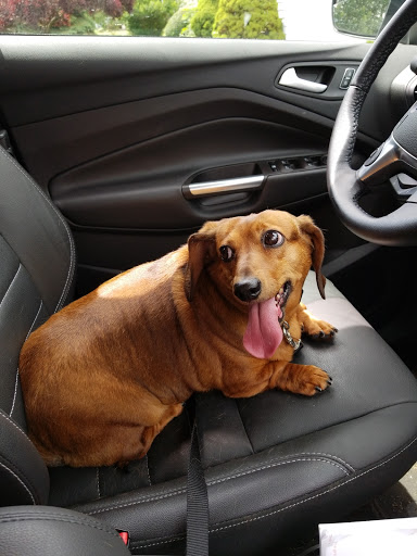 Pet Supply Store «Alpha-Dog Pet Centers, L.L.C.», reviews and photos, 46370 Middle Ridge Rd, Amherst, OH 44001, USA