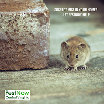 PestNow of Central Virginia | Richmond - Photo 9 - Car repair in Mechanicsville, VA, Richmond