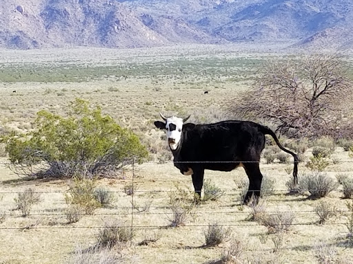 Pet Supply Store «Stockton Hill Feed & Pet», reviews and photos, 4250 Stockton Hill Rd, Kingman, AZ 86409, USA