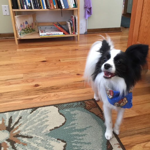 Pet Groomer «All About Dogs & Cats», reviews and photos, 16345 MN-65, Ham Lake, MN 55304, USA