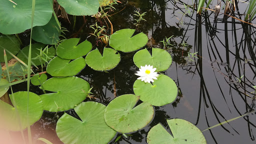 Park «Sheldon Lake State Park and Environmental Learning Center», reviews and photos, 14140 Garrett Rd, Houston, TX 77044, USA