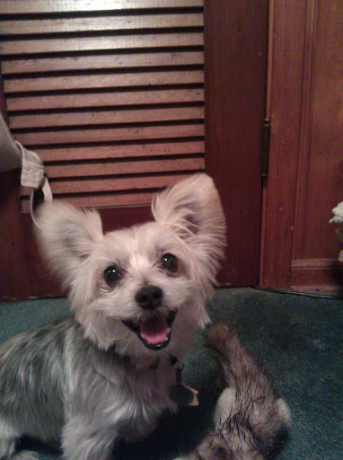 Pet Groomer «Tidy Dog Pet Supply & Salon», reviews and photos, 2612 Lebanon Pike A, Nashville, TN 37214, USA