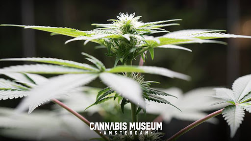 Cannabis Museum Amsterdam