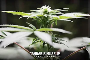 Cannabis Museum Amsterdam image