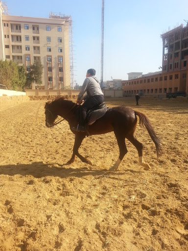Manage your Mounted Police Aalqahrh