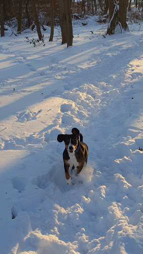 Dog Park «Waterman St. Dog Park», reviews and photos, 320 Waterman St, Providence, RI 02906, USA