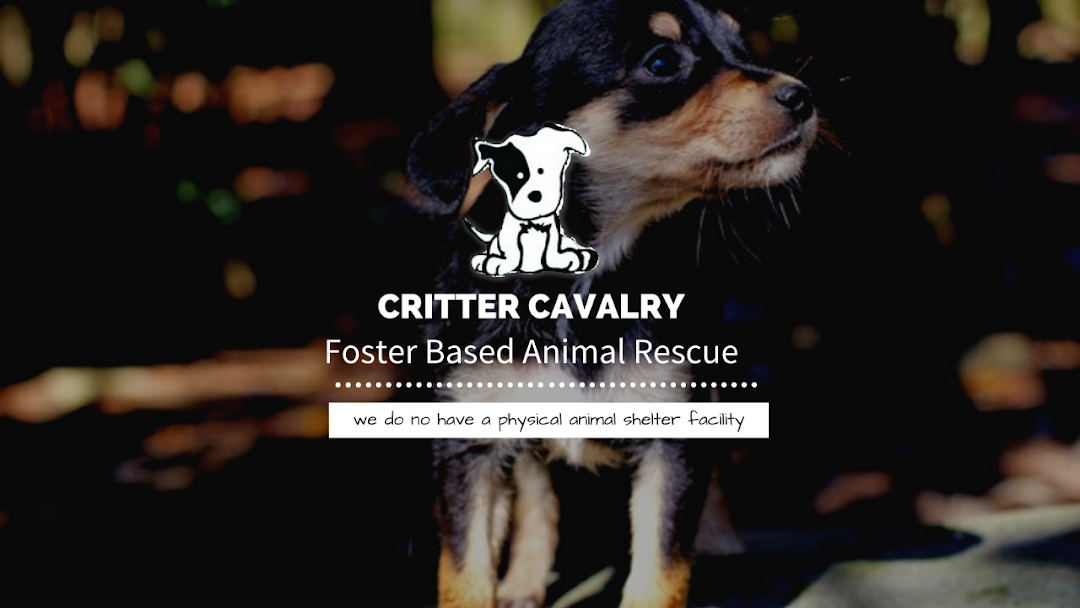 Critter Cavalry Foster Based Animal Rescue Postal Address Only
