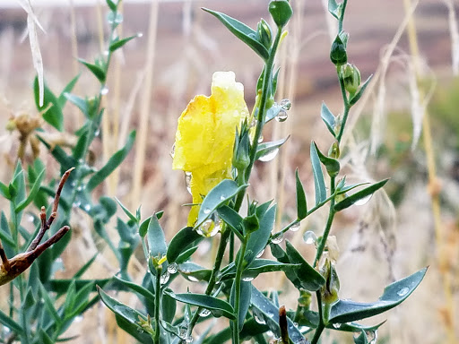 Nature Preserve «Rocky Flats National Wildlife Refuge», reviews and photos, 10808 Colorado 93, Golden, CO 80403, USA