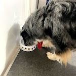 Photo n° 2 de l'avis de Alexandra.O fait le 23/08/2020 à 16:30 pour Cabinet vétérinaire du Dr Biot-Masson à Quincieux