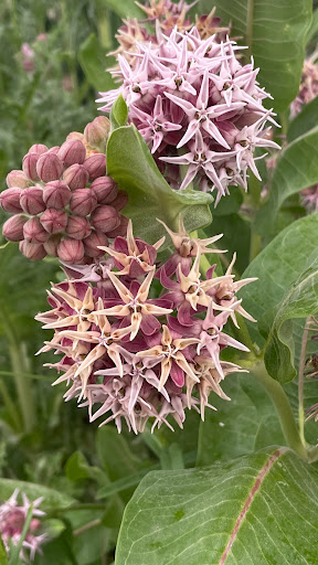 Park «Belmar Park», reviews and photos, 801 S Wadsworth Blvd, Lakewood, CO 80226, USA