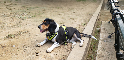 Dog Park «Forest Park Dog Run», reviews and photos, 8445 Park Ln S, Woodhaven, NY 11421, USA