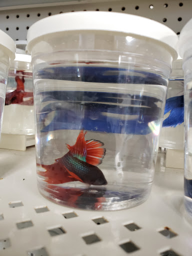 Pet Store «Fish Bowl», reviews and photos, 2117 E Race Ave, Searcy, AR 72143, USA