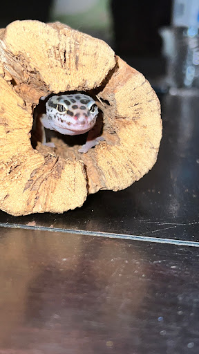 Pet Supply Store «Petsense El Dorado», reviews and photos, 2620 N West Ave, El Dorado, AR 71730, USA