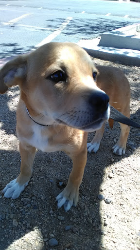 Pet Supply Store «PetSmart», reviews and photos, 3260 Stockton Hill Rd, Kingman, AZ 86409, USA