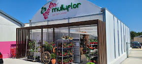 Multiflor