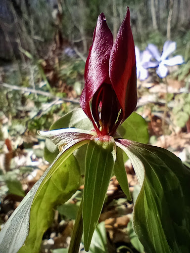 Park «Cave River Valley Park», reviews and photos, 6031-6871 N Cave River Valley Rd, Campbellsburg, IN 47108, USA