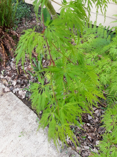 Recreation Center «Willamalane Adult Activity Center», reviews and photos, 215 W C St, Springfield, OR 97477, USA