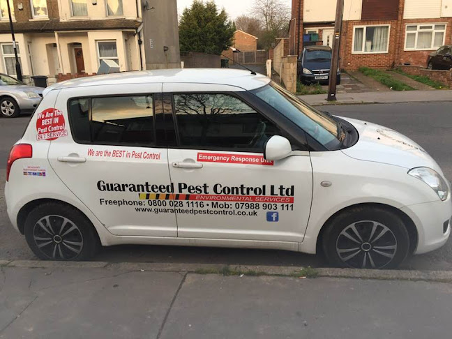 Comments and reviews of Guaranteed Pest Control Services London