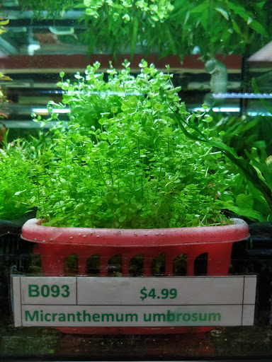 Pet Store «All Pet Center», reviews and photos, 1950 S Atlantic Blvd, Monterey Park, CA 91754, USA