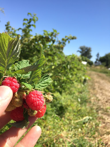 Produce Market «Berry Patch Farms», reviews and photos, 13785 Potomac St, Brighton, CO 80601, USA