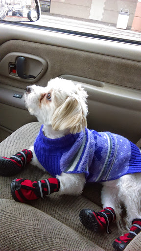 Pet Store «Petland», reviews and photos, 2123 Old Hudson Rd, St Paul, MN 55119, USA