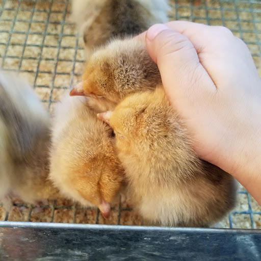 Pet Supply Store «El Granero Feed & Pet Supplies», reviews and photos, 2228 Church Ln, San Pablo, CA 94806, USA