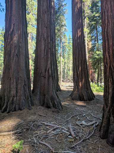 Gift Shop «Big Trees Gift Shop», reviews and photos, 4720 Mariposa Grove Rd, Fish Camp, CA 93623, USA