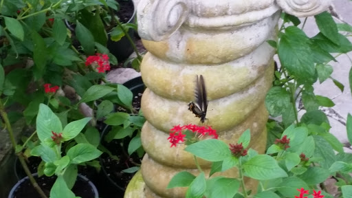 Tourist Attraction «The Shops at The Butterfly Estates and Florida Native Butterfly Society Conservatory (501c3)», reviews and photos, 1815 Fowler St, Fort Myers, FL 33901, USA