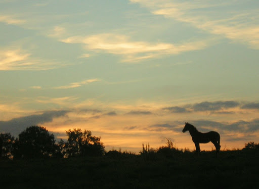 Mile High Equestrian & Rescue