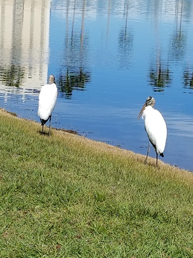 Bicycle Rental Service «Celebration Bike Rental», reviews and photos, 700 Bloom St, Celebration, FL 34747, USA