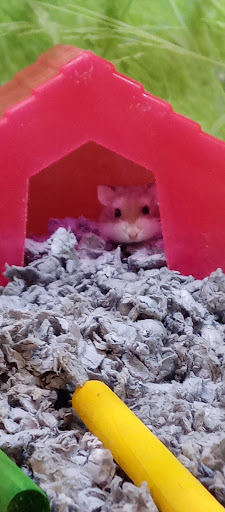 Pet Supply Store «PetSmart», reviews and photos, 3585 N Shiloh Dr, Fayetteville, AR 72703, USA