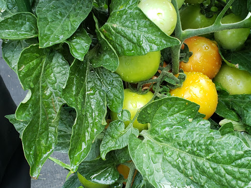 Health Food Store «Vineyard Grocer», reviews and photos, 294 State Rd, Vineyard Haven, MA 02568, USA