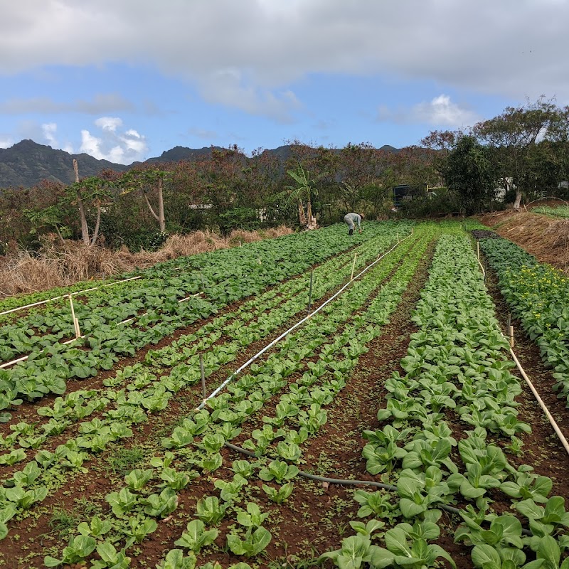 Otsuji Farm