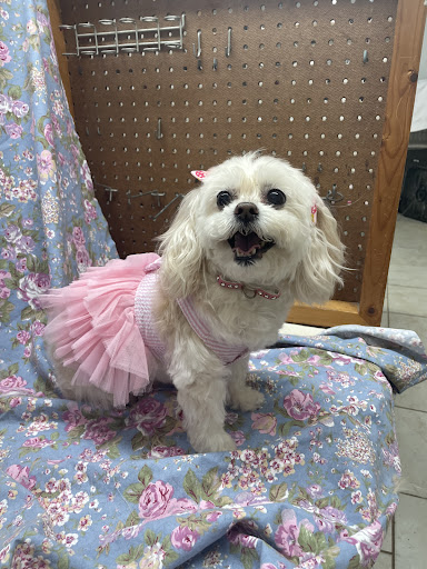 Pet Groomer «Pampered Pets», reviews and photos, 3018 Airport Blvd, Mobile, AL 36606, USA
