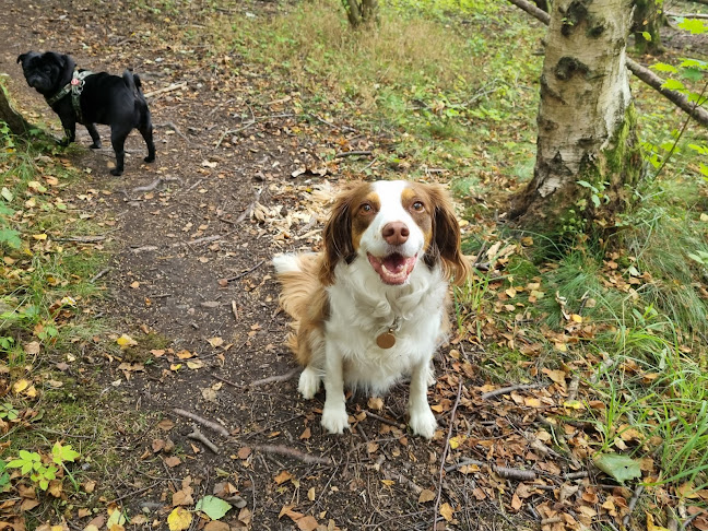 Happy Paws Dog Walking And Pet Sitting - Dog trainer