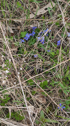 Nature Preserve «Leonard Preserve», reviews and photos, N Union St, Manchester, MI 48158, USA