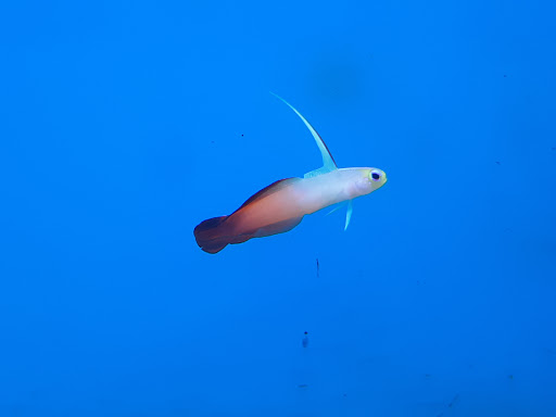 Pet Supply Store «Petco Animal Supplies», reviews and photos, 1337 N National Rd, Columbus, IN 47201, USA