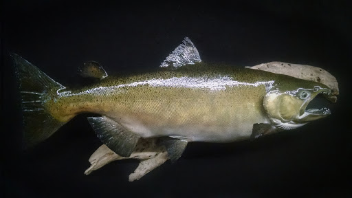 Taxidermist «HighPoint Taxidermy And Outfutters», reviews and photos, 14860 OH-13, Thornville, OH 43076, USA