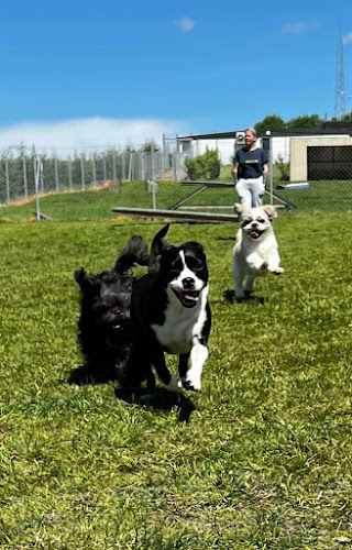 Clarks Hill Kennels & Cattery - Veterinarian