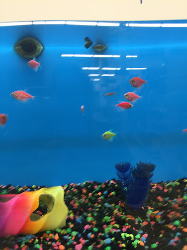 Pet Supply Store «PetSmart», reviews and photos, 3033 NY-50, Saratoga Springs, NY 12866, USA