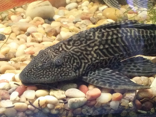 Pet Store «Animal Instincts Aquarium and Pet Center», reviews and photos, 811 Plymouth Ave, Fall River, MA 02721, USA