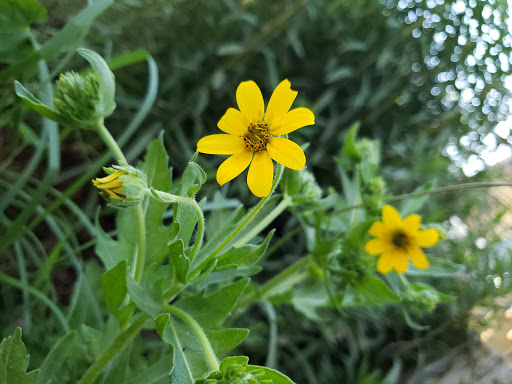 Park «Phil Hardberger Park», reviews and photos, 13203 Blanco Rd, San Antonio, TX 78216, USA