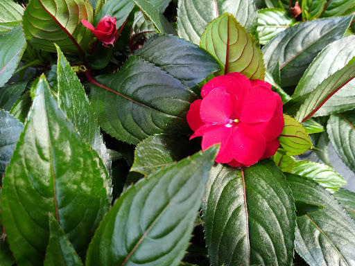 Produce Market «Parkway Produce», reviews and photos, 2601 Preston Hwy, Louisville, KY 40217, USA