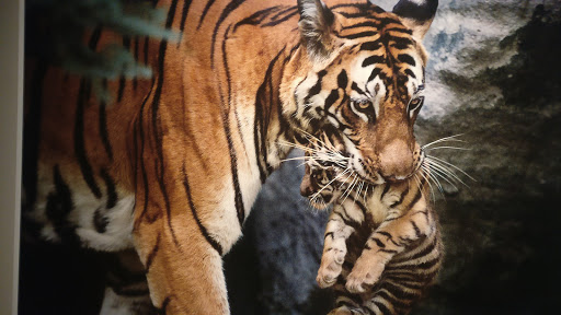 Museum «National Geographic Museum», reviews and photos, 1145 17th Street NW, Washington, DC 20036, USA