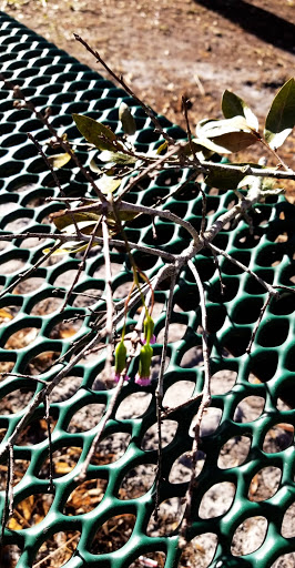 Park «Phelps Park», reviews and photos, Phelps Ave, Winter Park, FL 32789, USA