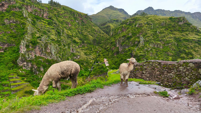 Opinii despre Naturalia retreat center | Ayahuasca Retreat in Peru în Iquitos - Centro de yoga