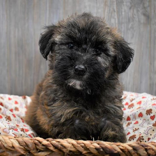 Pet Store «Pet Express», reviews and photos, 250 Granite St, Braintree, MA 02184, USA