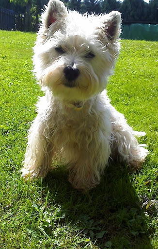 Hundezucht u. Hundepflege unter Strohn, 