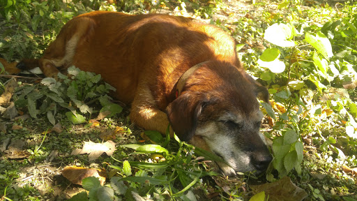 Park «Lou Berliner Park», reviews and photos, 1300 Deckenbach Rd, Columbus, OH 43223, USA