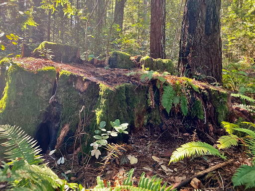 Nature Preserve «LandPaths Grove of Old Trees», reviews and photos, 17599 Fitzpatrick Ln, Occidental, CA 95465, USA